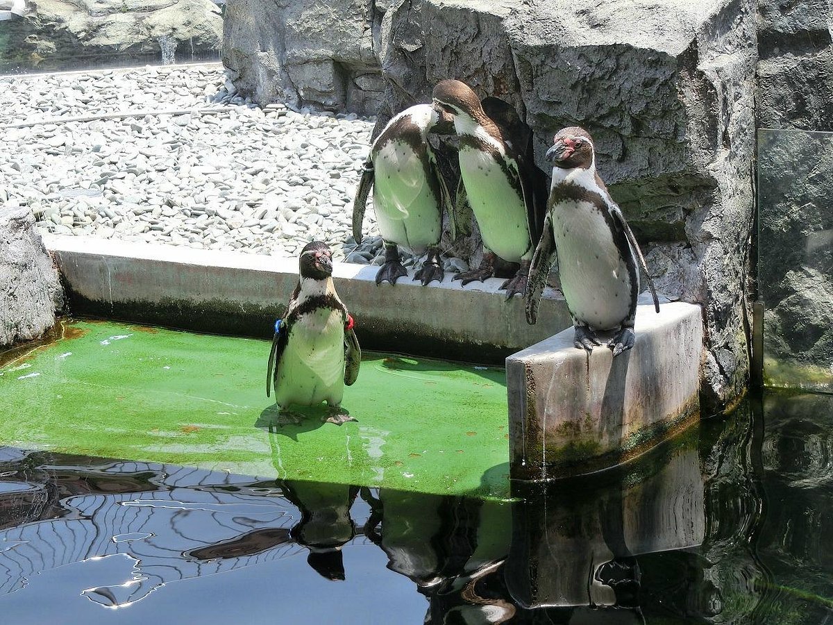 🐠 히메지 시립 수족관(히메지 시리츠 스이조쿠칸) 이미지 7